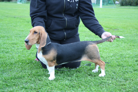 kaino