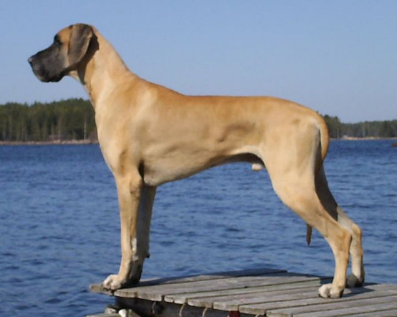 tiku