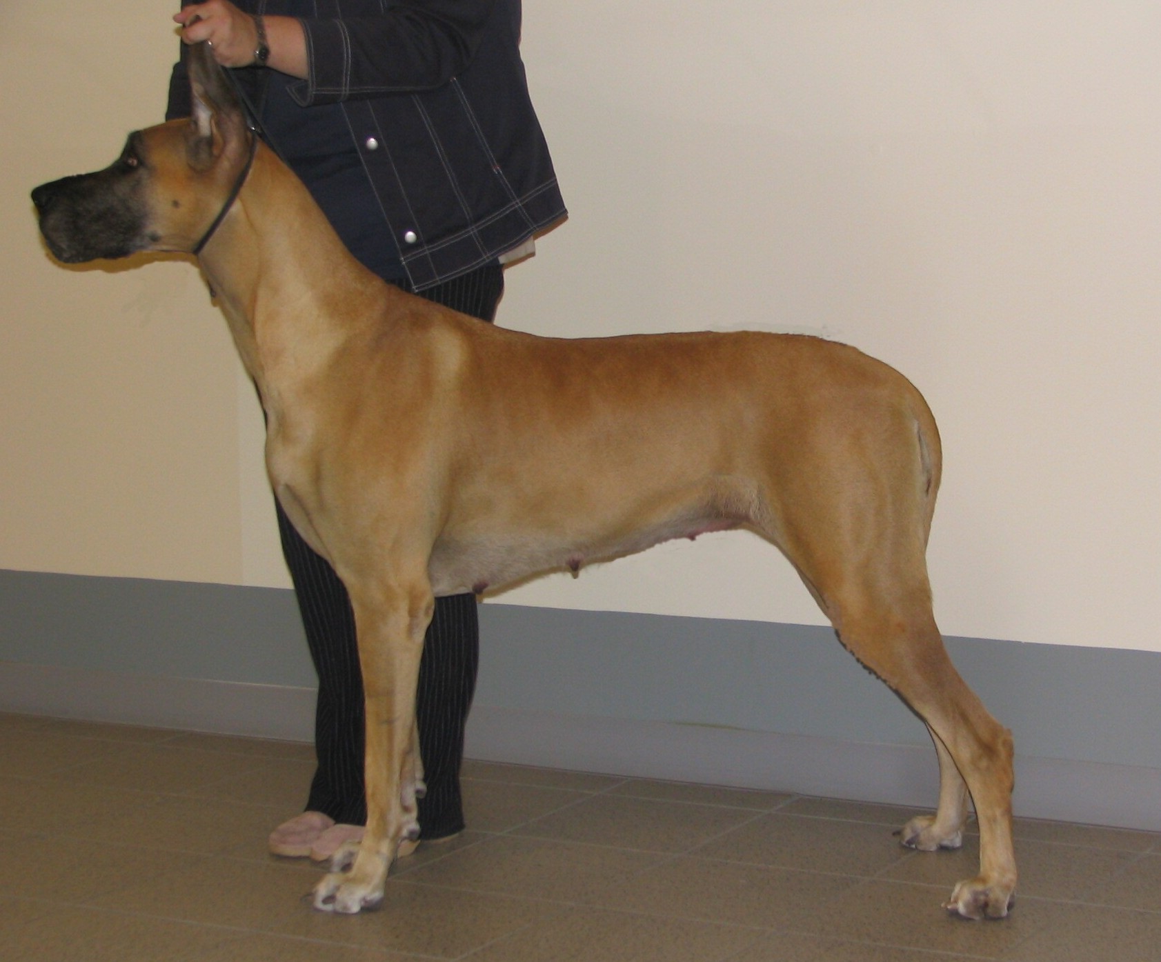 wilma